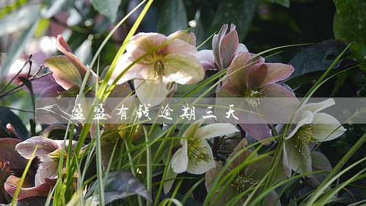 盈盈有钱逾期三天 盈盈有钱逾期三天