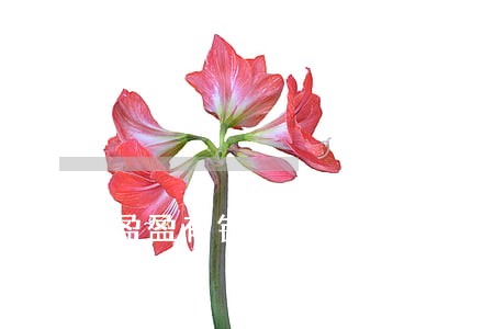 盈盈有钱逾期两天没事吧 盈盈有钱逾期两天没事吧