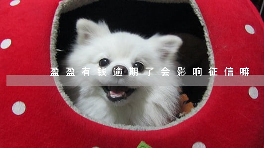 盈盈有钱逾期了会影响征信嘛 盈盈有钱逾期了会影响征信嘛