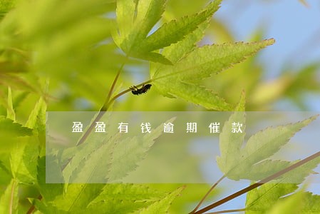 盈盈有钱逾期催款 盈盈有钱逾期催款