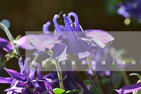 盈盈有钱逾期有被上征信吗 盈盈有钱逾期有被上征信吗