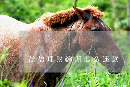 盈盈理财逾期怎么还款 盈盈理财逾期怎么还款