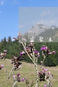 盈聚车贷逾期费 盈聚车贷逾期费