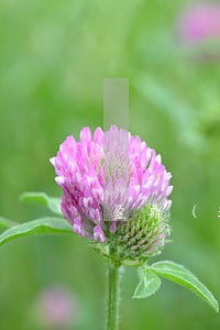 盈鼎（深圳）法律咨询有限公司