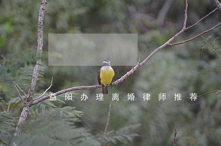益阳办理离婚律师推荐 益阳办理离婚律师推荐