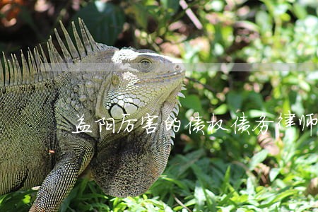 益阳厉害的债权债务律师哪个好 益阳厉害的债权债务律师哪个好