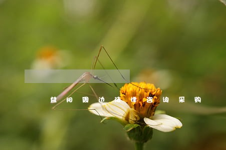益阳周边法律咨询采购 益阳周边法律咨询采购