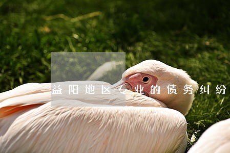益阳地区专业的债务纠纷律师