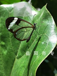 益阳市专业婚姻律师收费 益阳市专业婚姻律师收费