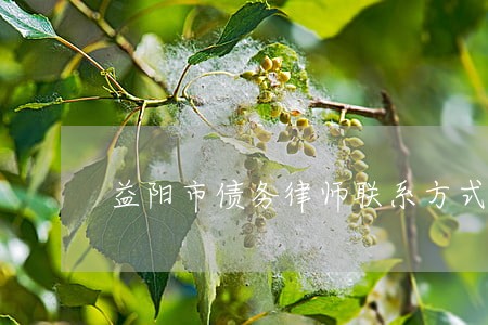 益阳市债务律师联系方式 益阳市债务律师联系方式