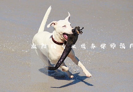 益阳找专业债务律师预约 益阳找专业债务律师预约