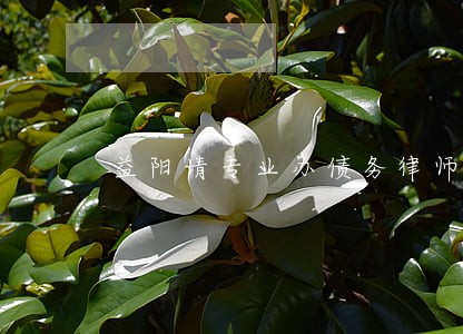 益阳请专业办债务律师收费标准 益阳请专业办债务律师收费标准
