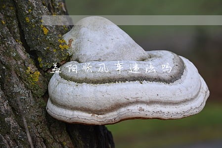 益阳顺风车违法吗 益阳顺风车违法吗