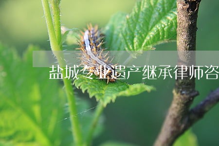 盐城专业遗产继承律师咨询 盐城专业遗产继承律师咨询