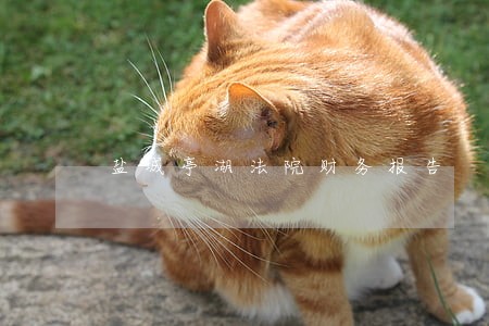 盐城亭湖法院财务报告