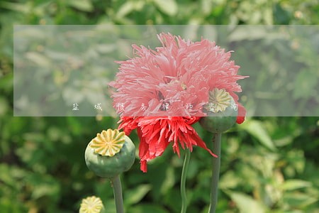 盐城债务律师咨询