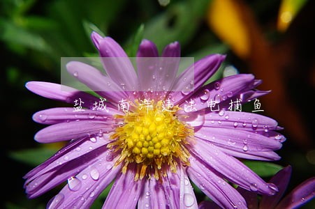 盐城南洋违法电捕鱼