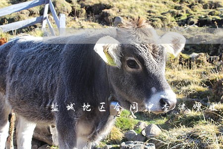 盐城地区合同审查律师收费标准 盐城地区合同审查律师收费标准