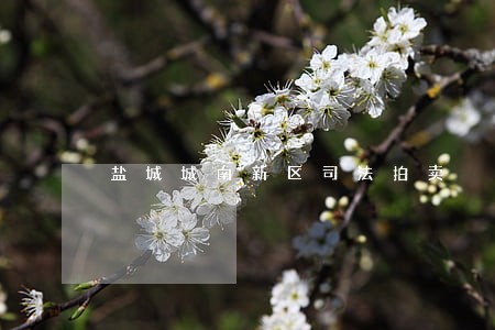 盐城城南新区司法拍卖
