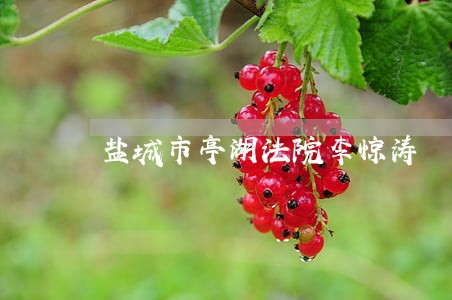 盐城市亭湖法院李惊涛