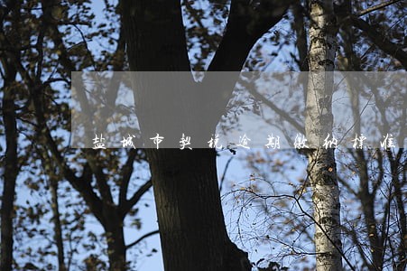 盐城市契税逾期缴纳标准 盐城市契税逾期缴纳标准