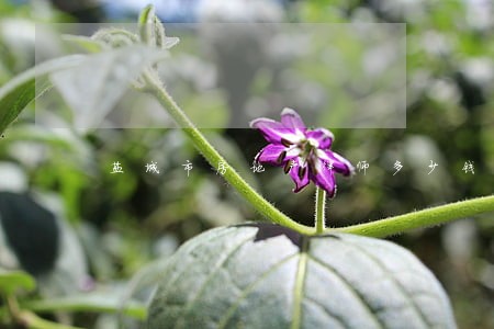 盐城市房地产律师多少钱