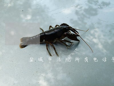 盐城市法院所有电话号码是多少 盐城市法院所有电话号码是多少
