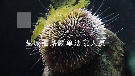 盐城建湖颜单法院人员 盐城建湖颜单法院人员