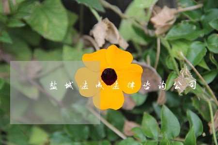 盐城法成法律咨询公司 盐城法成法律咨询公司