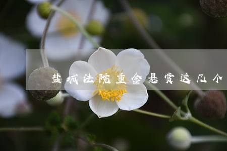 盐城法院重金悬赏这几个人