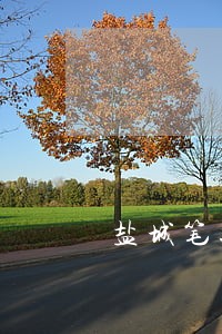 盐城笔迹鉴定司法 盐城笔迹鉴定司法