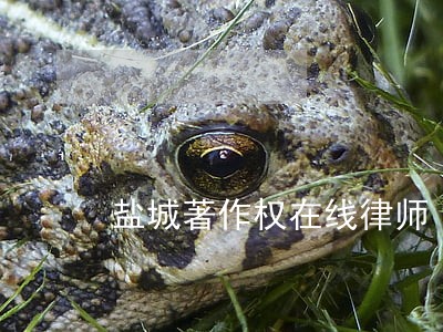 盐城著作权在线律师 盐城著作权在线律师