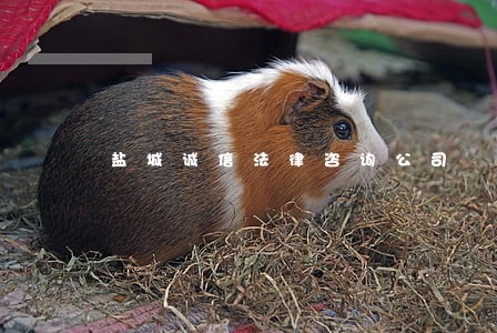 盐城诚信法律咨询公司 盐城诚信法律咨询公司