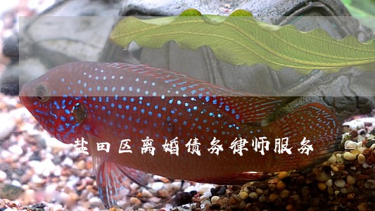 盐田区离婚债务律师服务 盐田区离婚债务律师服务