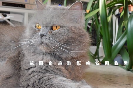 监事有逾期影响公司业务吗 监事有逾期影响公司业务吗