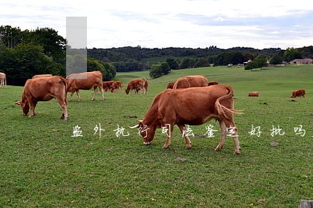 监外执行司法鉴定好批吗 监外执行司法鉴定好批吗