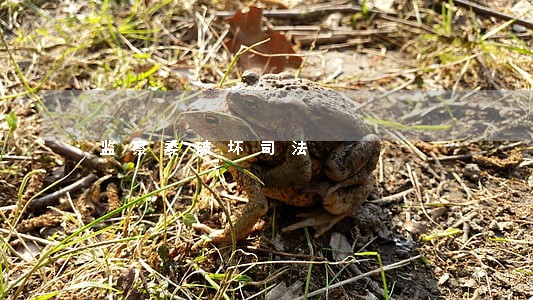 监察委破坏司法 监察委破坏司法