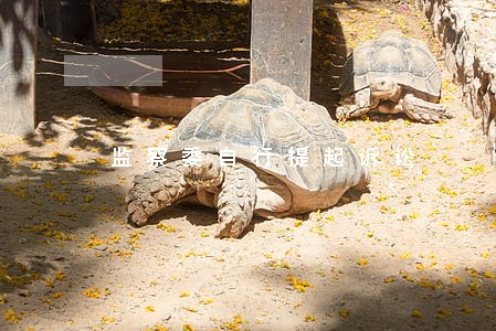 监察委自行提起诉讼 监察委自行提起诉讼