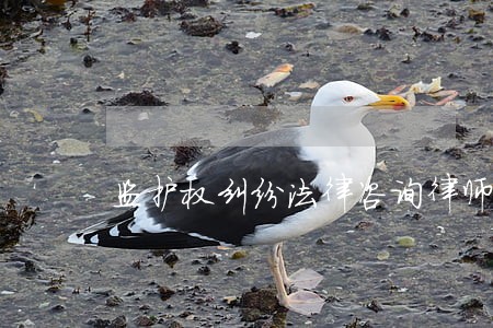 监护权纠纷法律咨询律师价格