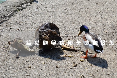 监狱期间信用卡逾期了怎么办 监狱期间信用卡逾期了怎么办