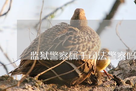 监狱警察属于司法警察吗 监狱警察属于司法警察吗
