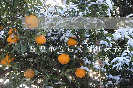 监理单位违规逾期未改正 监理单位违规逾期未改正
