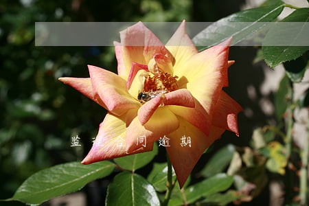 监理合同逾期 监理合同逾期