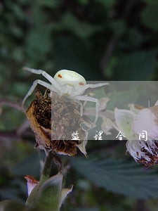 监理合同逾期支付比例 监理合同逾期支付比例