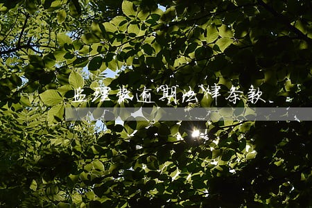 监理费逾期法律条款