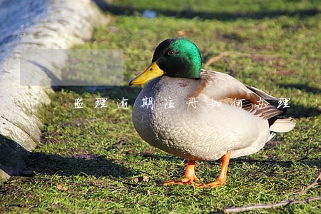 监理逾期注册如何办理 监理逾期注册如何办理
