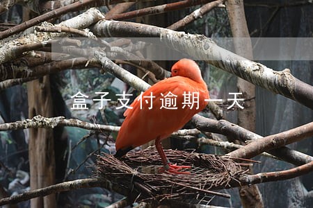 盒子支付逾期一天 盒子支付逾期一天