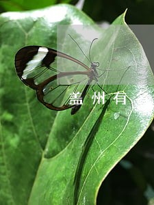 盖州有名的律师 盖州有名的律师