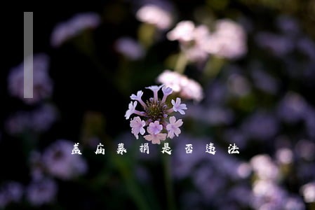 盖庙募捐是否违法 盖庙募捐是否违法