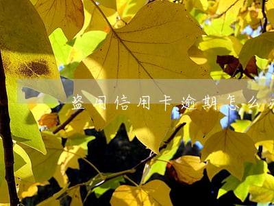 盗用信用卡逾期怎么办 盗用信用卡逾期怎么办